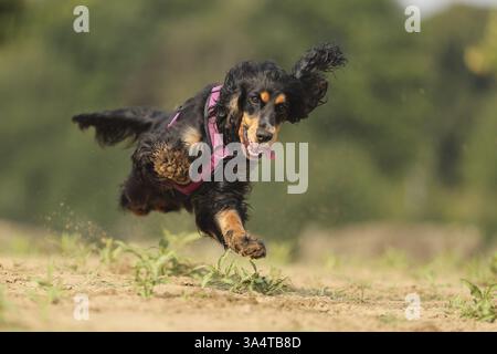 English Cocker Spaniel Stockfoto