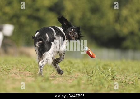 Epagneul Breton Stockfoto