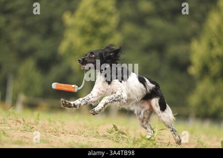 Epagneul Breton Stockfoto