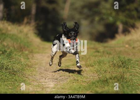 Epagneul Breton Stockfoto