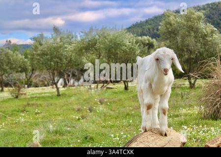 Junge weiße Ziege, die auf einem Felsen auf einer üppigen grünen Wiese mit Olivenbäumen im Hintergrund steht. Ländliche Landschaft mit Nutztieren in der Natur. Stockfoto