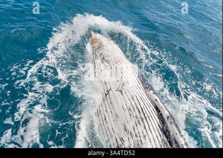 Buckelwal (Impressionen Novaeangliae) verletzt, Hervey Bay, Queensland, Australien Stockfoto