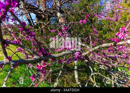 Blühender Judas-Baum (Cercis siliquastrum), der für seine wunderschönen, tiefrosa Blüten im Frühjahr bekannt ist. Frühling in North Carolina Stockfoto