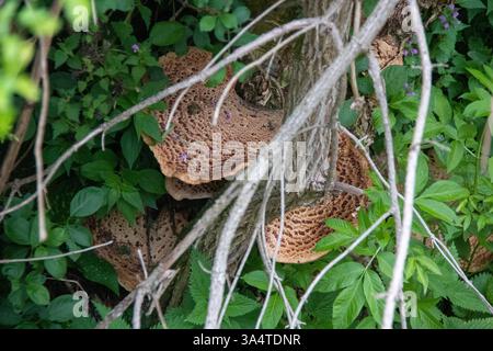 Pilze mit einer ausgeprägten Wabenstruktur sind an einem sonnigen Tag in einem for auf einem Baumstamm zu sehen, der von leuchtend grünen Blättern und kleinen violetten Blüten umgeben ist Stockfoto