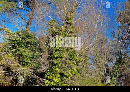 Mit Liane bewachsener Buschbaum klettert mit grünen Ranken aus den Blattstielen auf andere Pflanzen. Stockfoto