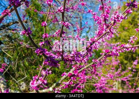 Blühender Judas-Baum (Cercis siliquastrum), der für seine wunderschönen, tiefrosa Blüten im Frühjahr bekannt ist. Frühling in North Carolina Stockfoto
