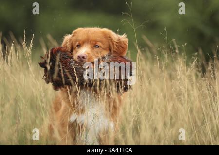 Nova Scotia Duck Tolling Retriever Stockfoto