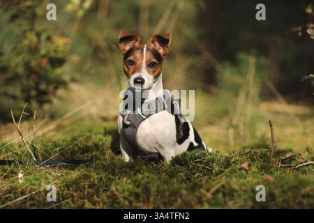 Jack Russell Terrier Stockfoto