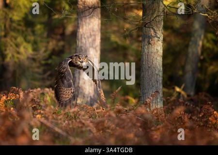 Uhu, Bubo Bubo, fliegender Vogel mit offenen Flügeln über orangefarbenen Schildfarn, Wald im Hintergrund, Tier im natürlichen Lebensraum. Stockfoto