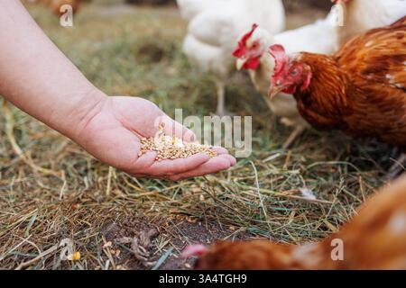Landwirt, der Freilandhühner mit ökologischem Getreide in einem ländlichen Betrieb von Hand füttert; Stockfoto