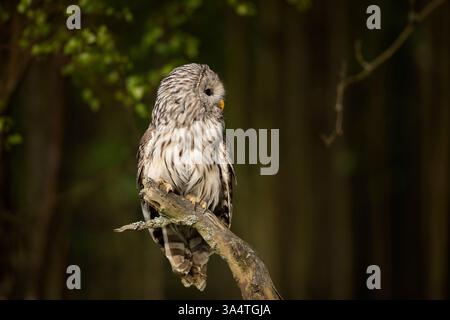 Eule im Frühlingswald. Ural-Eule, Strix uralensis, auf einem Baumzweig im Wald. Schöne graue Eule im Wald. Frühling in der Natur der Tierwelt. Tschechisch Stockfoto