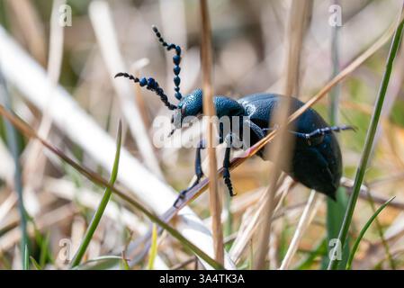 Meloe Proscarabaeus Beetle Meadows Abenteuer im Rodney Stoke National Nature Reserve in Somerset 11-14 Stockfoto