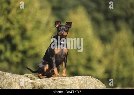 Zwergpinscher Stockfoto