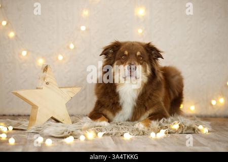 Australischer Schäferhund in weihnachtsdekoration Stockfoto