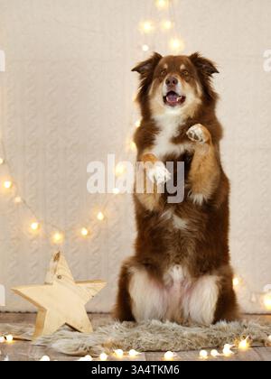 Australischer Schäferhund in weihnachtsdekoration Stockfoto