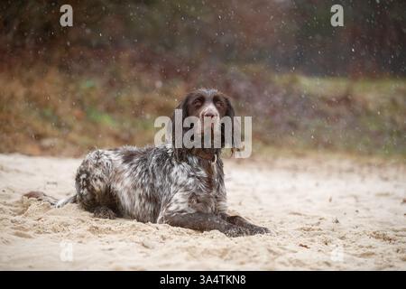 Deutscher Langhaarzeiger Stockfoto