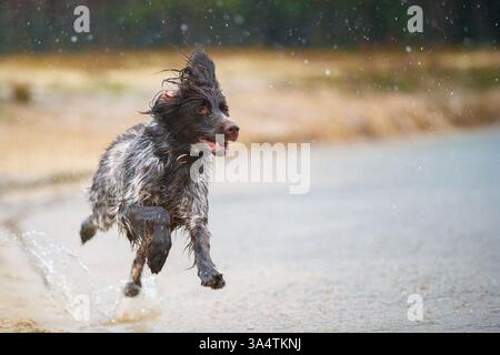Deutscher Langhaarzeiger Stockfoto