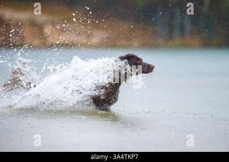 Deutscher Langhaarzeiger Stockfoto