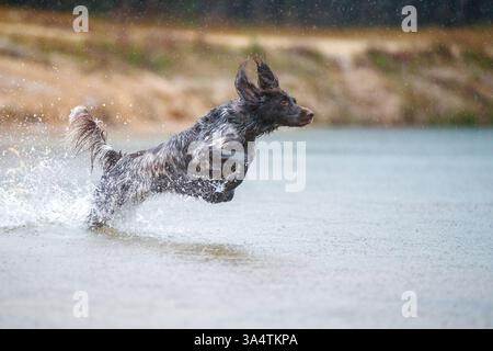 Deutscher Langhaarzeiger Stockfoto