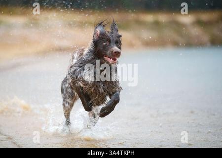 Deutscher Langhaarzeiger Stockfoto
