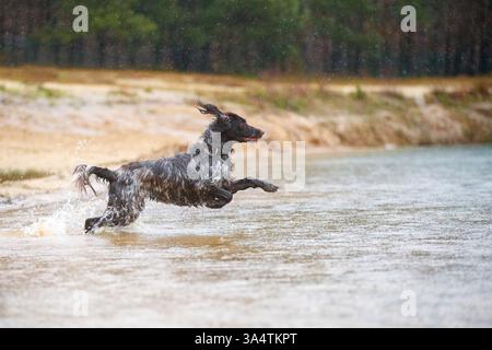 Deutscher Langhaarzeiger Stockfoto