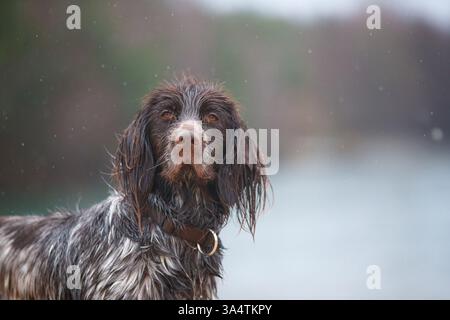 Deutscher Langhaarzeiger Stockfoto
