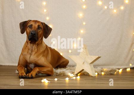 Rhodesian Ridgeback in weihnachtsdekoration Stockfoto