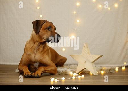 Rhodesian Ridgeback in weihnachtsdekoration Stockfoto