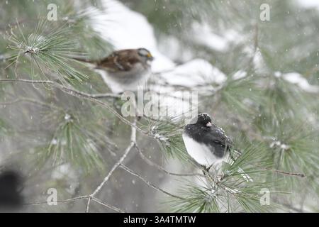 Schwarzäugiger Junco und Weißkehlensperling, die nach Schneesturm im Kiefernbaum thronen Stockfoto