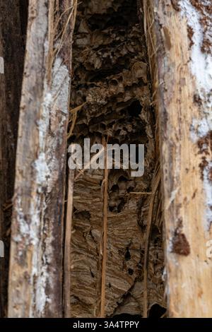 Verlassene Hornissen nisten im Baumstamm Stockfoto