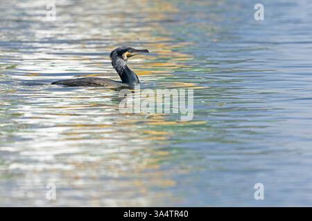 Ein toller Kormoran (Phalacrocorax carbo), der in farbenfrohem Wasser schwimmt. Stockfoto