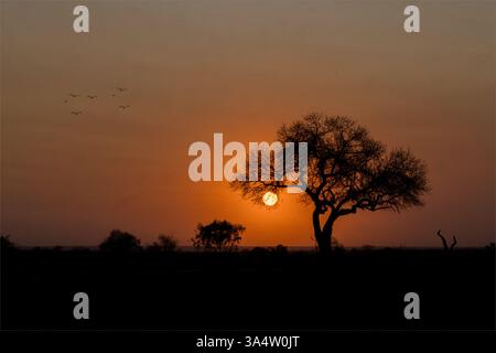 Sonnenaufgang auf dem afrikanischen Savanne Stockfoto
