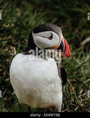 Nahaufnahme eines Atlantischen Papageientauchers in Borgafjordur Eystri, Ost-Island. Stockfoto