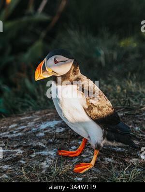 Atlantischer Papageientaucher auf einer felsigen Oberfläche in Borgafjordur Eystri, Island. Stockfoto