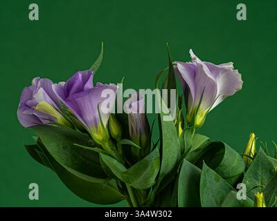 Eustoma russellianum hat blau-grüne gewachste Blätter und auffällige glockenförmige Blüten in blau-weiß, Nahaufnahme der Blüte vor grünem Hintergrund. Es ist fo Stockfoto