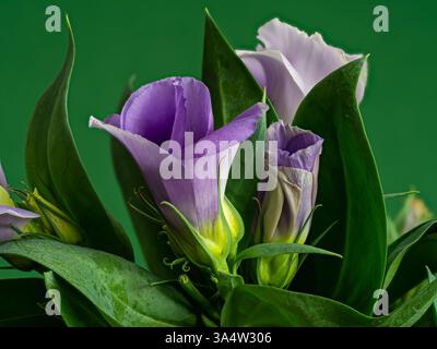 Eustoma russellianum hat blau-grüne gewachste Blätter und auffällige glockenförmige Blüten in blau-weiß, Nahaufnahme der Blüte vor grünem Hintergrund. Es ist fo Stockfoto