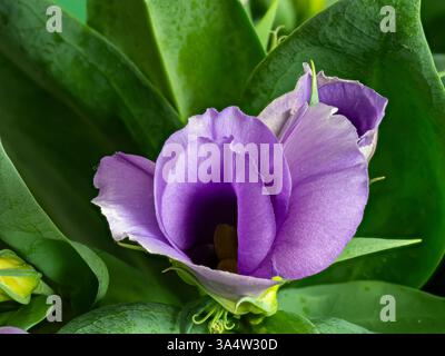 Eustoma russellianum hat blau-grüne gewachste Blätter und auffällige glockenförmige Blüten in blau-weiß, Nahaufnahme der Blüte vor grünem Hintergrund. Es ist fo Stockfoto
