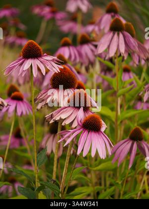 Echinacea purpurea (L.) Moench. - Eine Pflanzenart aus der Familie der asteraceae. Es kommt aus Nordamerika. Heilpflanze und Zierpflanze. Blumen Stockfoto