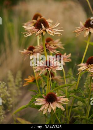 Echinacea purpurea (L.) Moench. - Eine Pflanzenart aus der Familie der asteraceae. Es kommt aus Nordamerika. Heilpflanze und Zierpflanze. Blumen Stockfoto