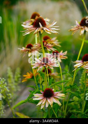 Echinacea purpurea (L.) Moench. - Eine Pflanzenart aus der Familie der asteraceae. Es kommt aus Nordamerika. Heilpflanze und Zierpflanze. Blumen Stockfoto