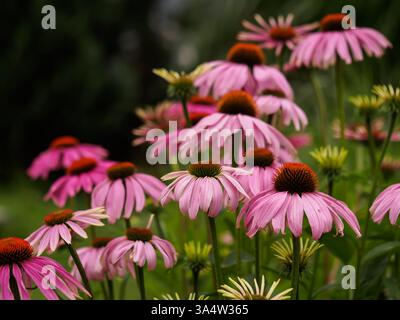 Echinacea purpurea (L.) Moench. - Eine Pflanzenart aus der Familie der asteraceae. Es kommt aus Nordamerika. Heilpflanze und Zierpflanze. Blumen Stockfoto