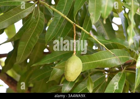 Eine Mango hängt an einem Julie-Mangobaum in Trinidad und Tobago, Westindien. Stockfoto