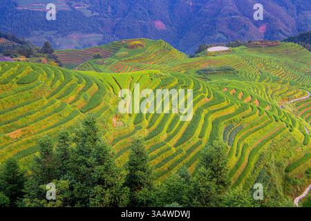 Nahaufnahme der Longji-Reisterrassen auf dem Yaoshan-Berg in Guangxi, China. Stockfoto