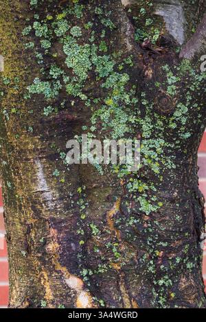 Nahaufnahme von Malus - Apfelbaumstamm bedeckt mit Bryophyta - Grünmoos und Flechtbewuchs im Sommer. Stockfoto