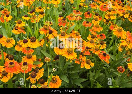 Helenium herbstlich 'Mardi Gras' - Sneezeweed Blumen im Sommer. Stockfoto