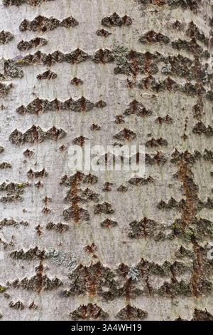Nahaufnahme von Populus alba - Silberne Pappelbaumrinde. Stockfoto