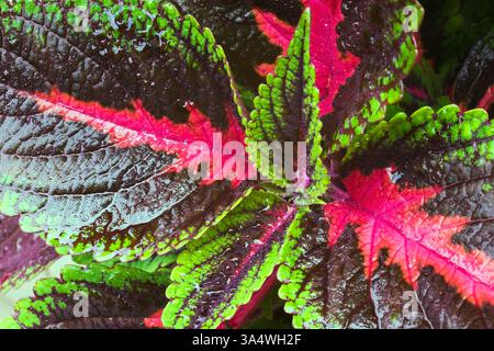 Nahaufnahme von Solenostemon 'Main Street Ruby Road' - Coleus-Blätter im Sommer. Stockfoto