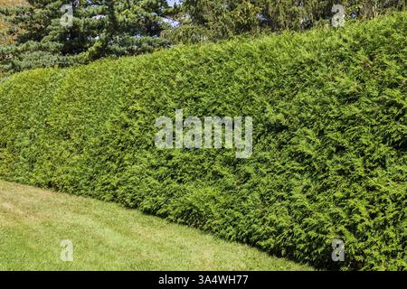 Thuja occidentalis - Ostliche Weißzedernbaumhecke im Sommer, Quebec, Kanada Stockfoto