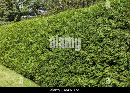 Thuja occidentalis - Eastern White Cedar' Tree Hedge, Quebec, Kanada Stockfoto