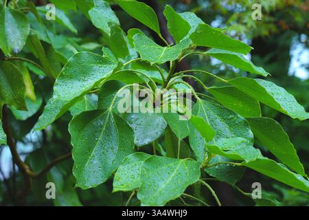 Osaka, Japan - 22. September 2024, Nahaufnahme des frischen grünen Laubs des Baumes, nass nach dem Regen, tagsüber, Osaka, Japan Stockfoto